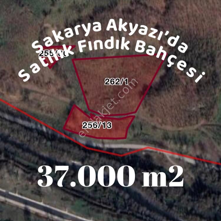 Akyazı Kuzuluk Topçusırtı Satılık Bağ & Bahçe  İNEGÖL ALTINBAŞ EMLAK'TAN SATILIK FINDIK BAHÇESİ