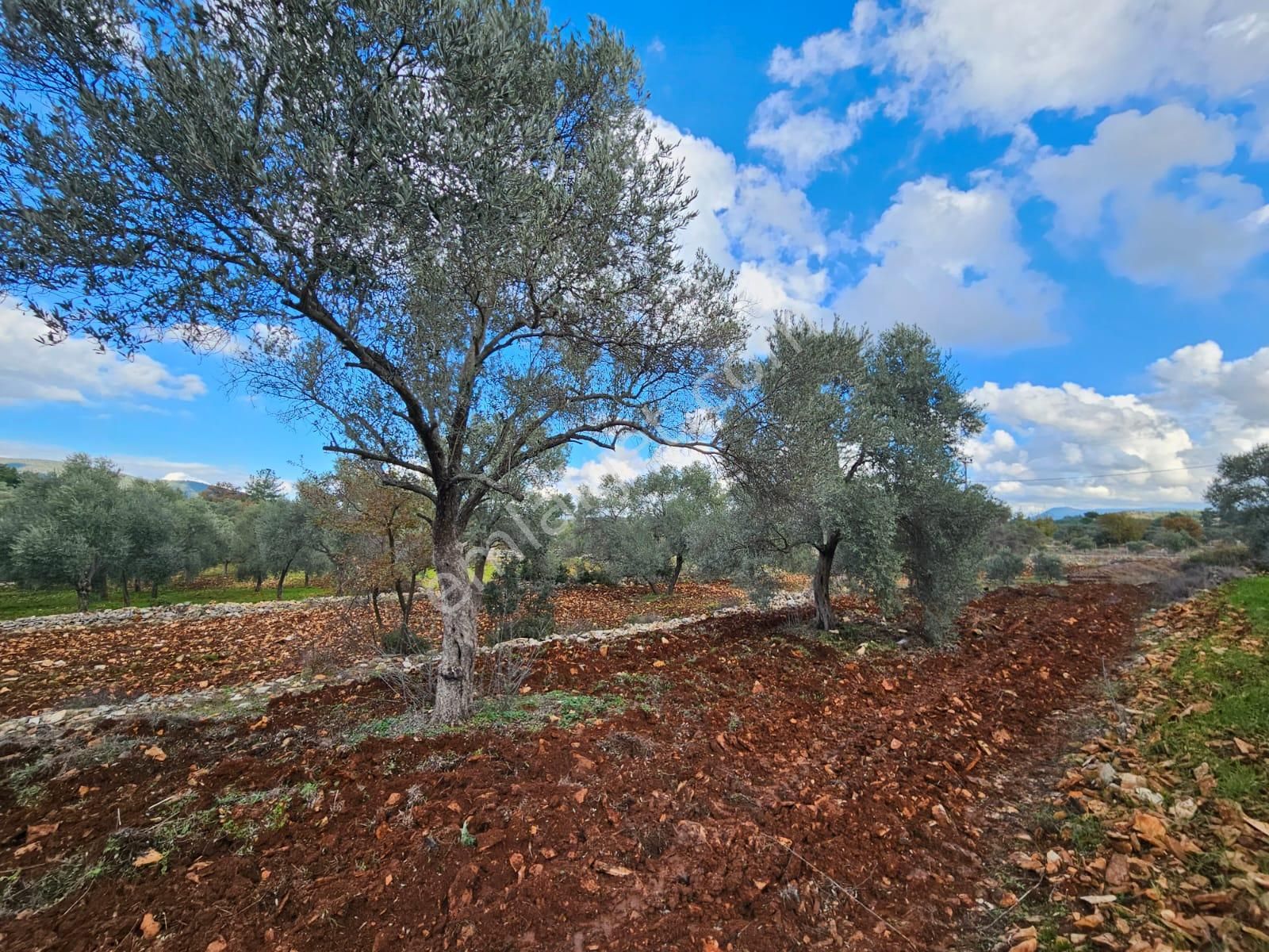 Milas Söğütçük Satılık Tarla  Bodrum Söğütcük Köyünde Yola Sıfır Elektriği Olan 3.200 m2 Tarla