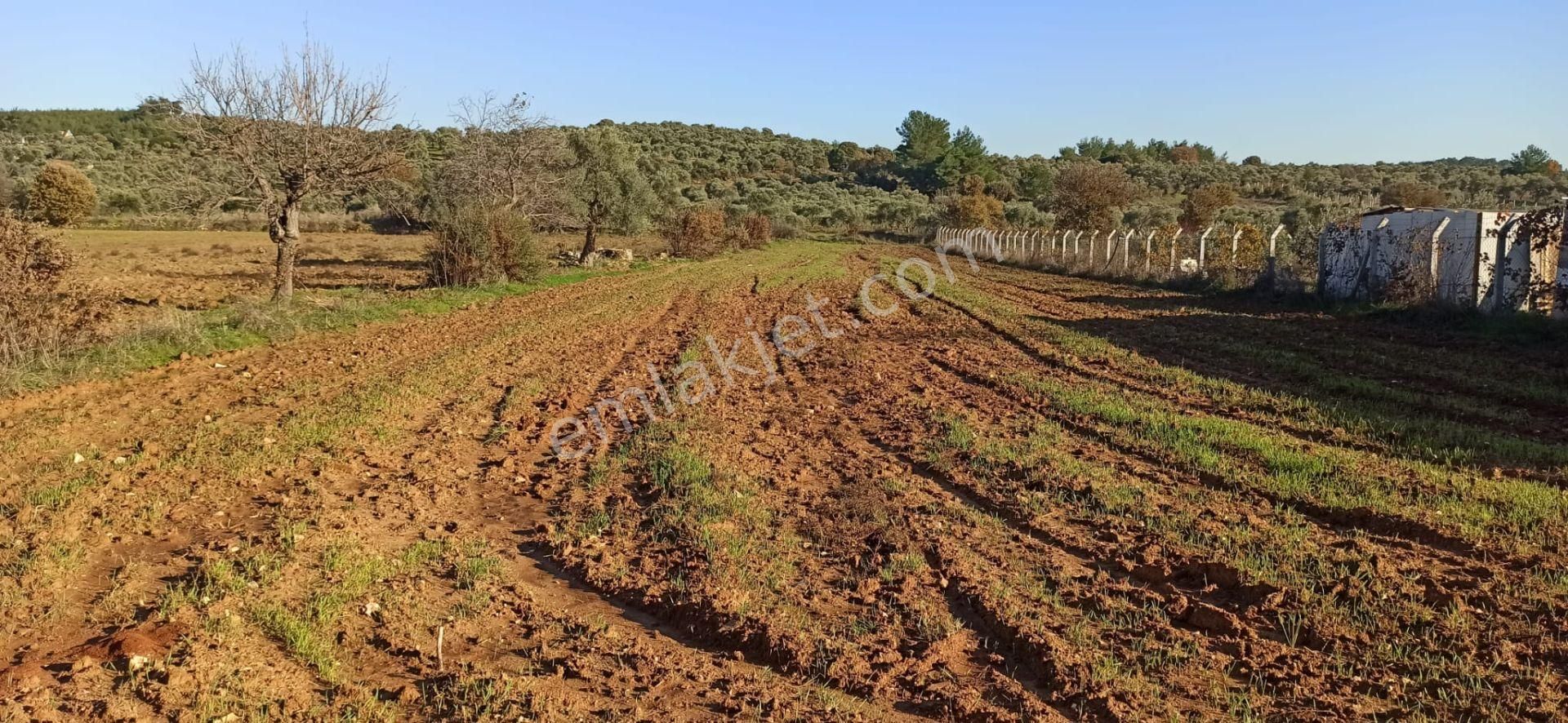 Torbalı Helvacı Satılık Tarla İzmir İli Torbalı İlçesi Helvacı Mahallesi Satılık Tarla