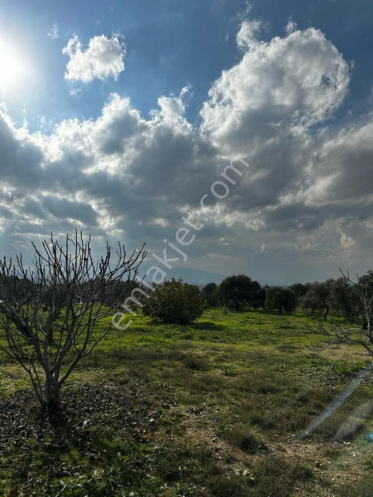 🏠demir Eml Güzel Köyde Satılık Mükemmel Konumda İncir Ve Zeytin Bahçeşı Daire Takası Olur 6275 M2 - Görsel 4