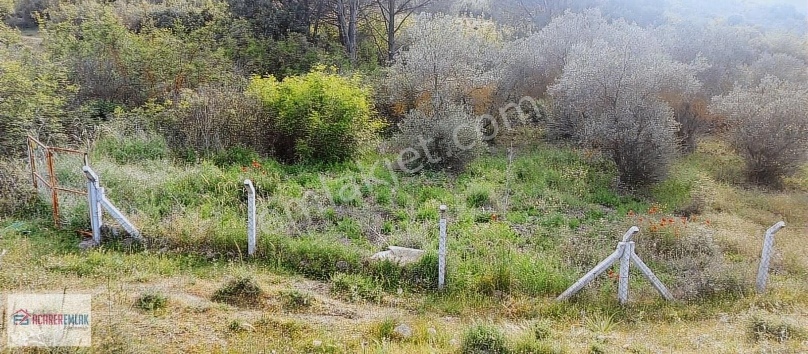 Dikili Kocaoba Satılık Zeytinlik Dikili Kocaoba Yoluna Cepheli Satılık Hobi Bahçesi Zeytinlik