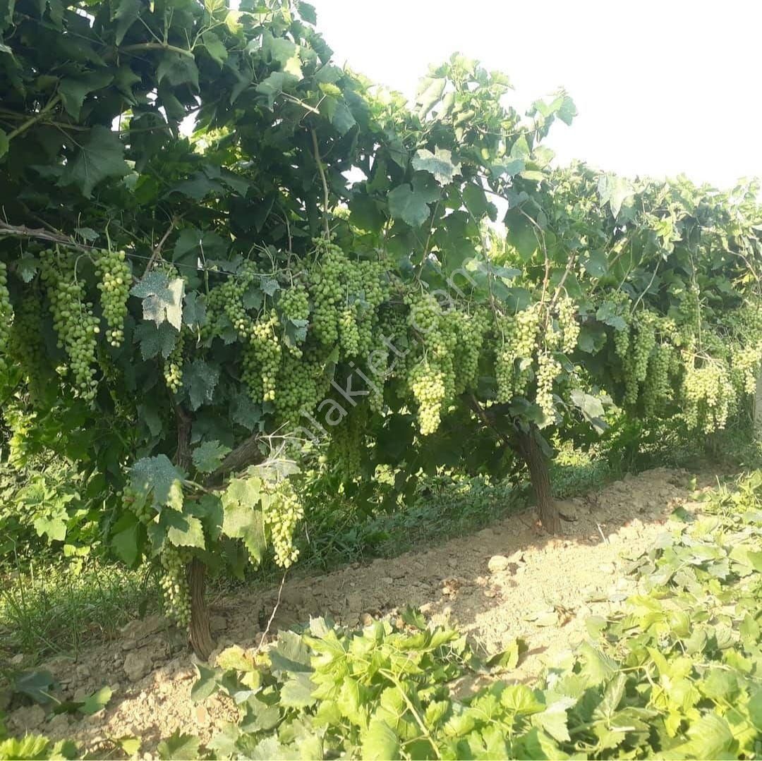 Turgutlu Avşar Satılık Bağ & Bahçe Manisa Turgutlu'da Satılık Üzüm Bağı