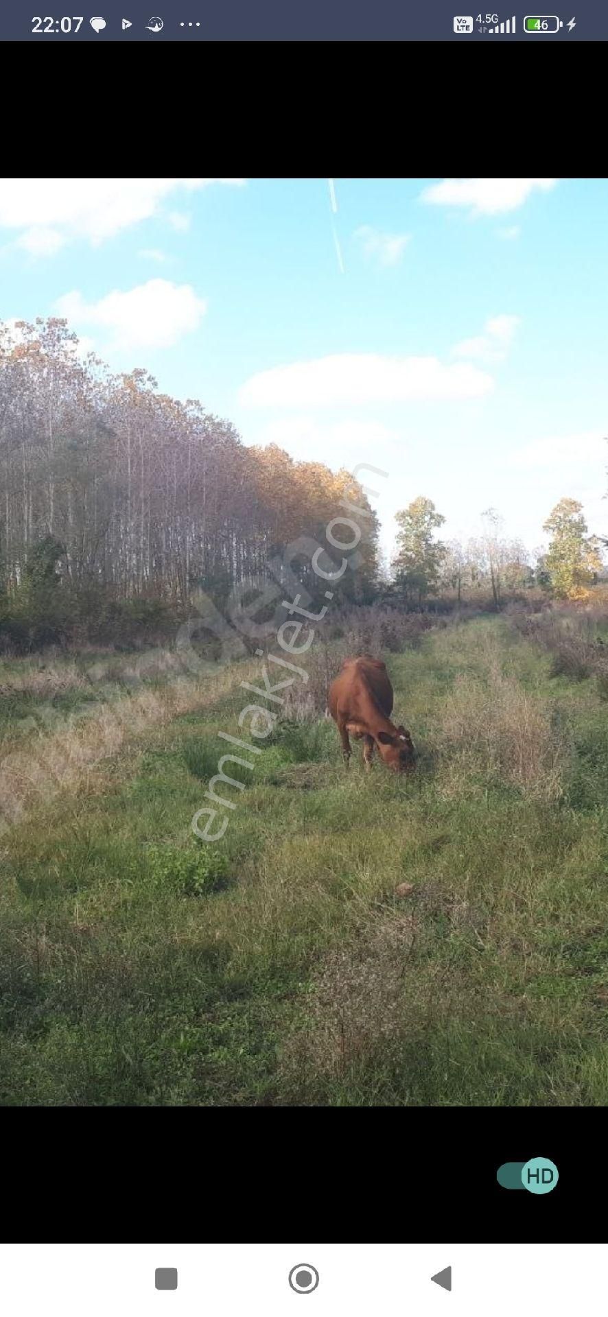 Samsun Terme Besiklide Satikik Cakiltak Fintik Dikili Findik Bahcesi Satilikdir - Görsel 6