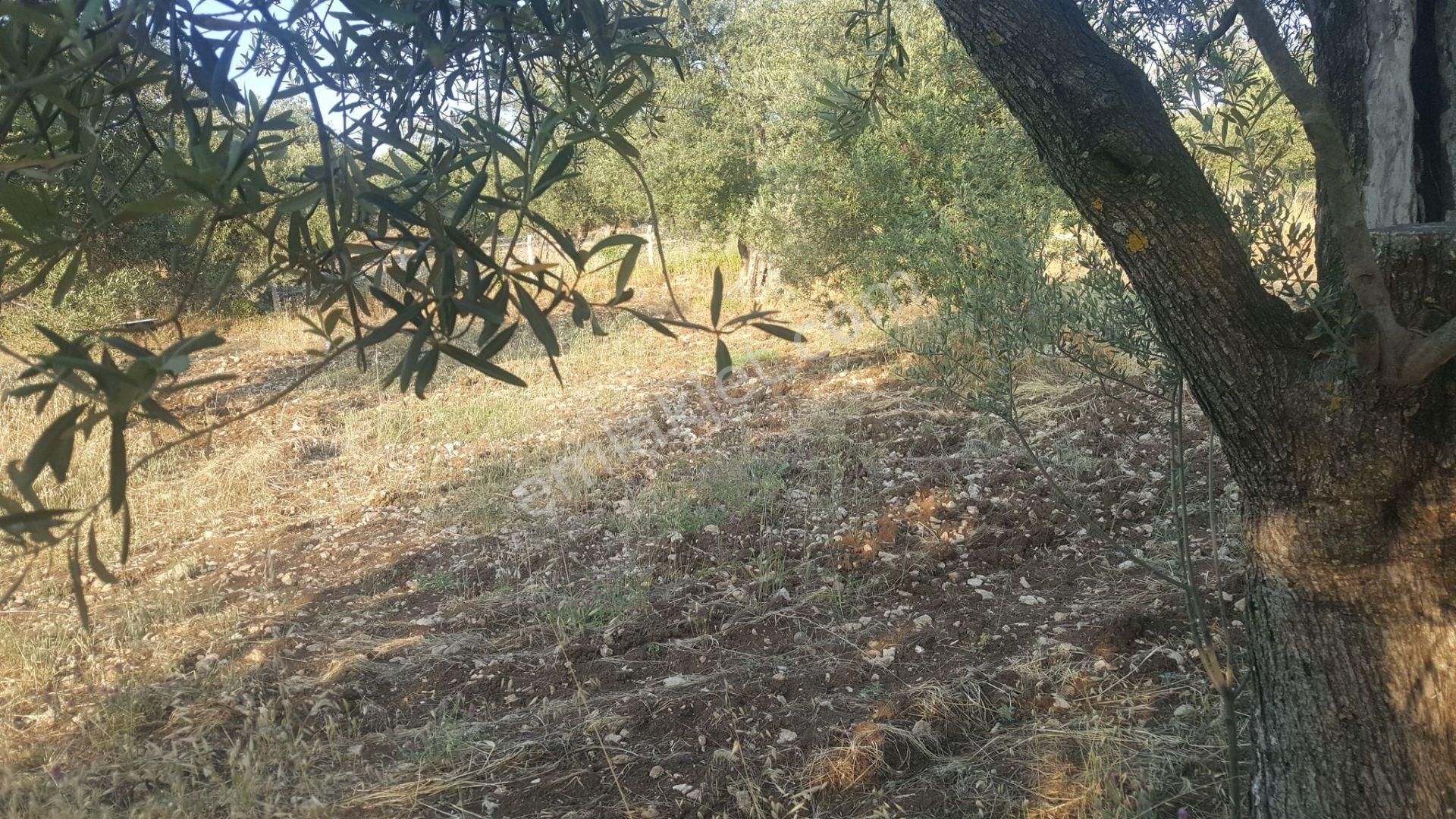 Ayvada'dan Ayvalık Gazikemalpaşa 22 Dönüm Bakımlı Zeytinlik - Görsel 7