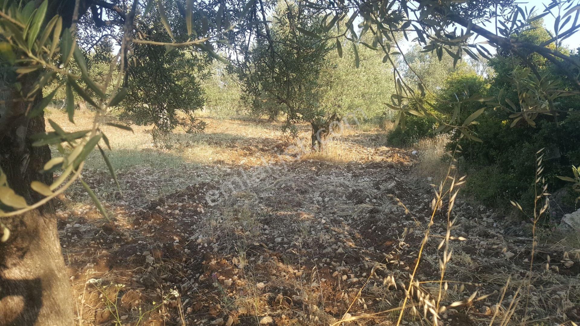 Ayvada'dan Ayvalık Gazikemalpaşa 22 Dönüm Bakımlı Zeytinlik - Görsel 6