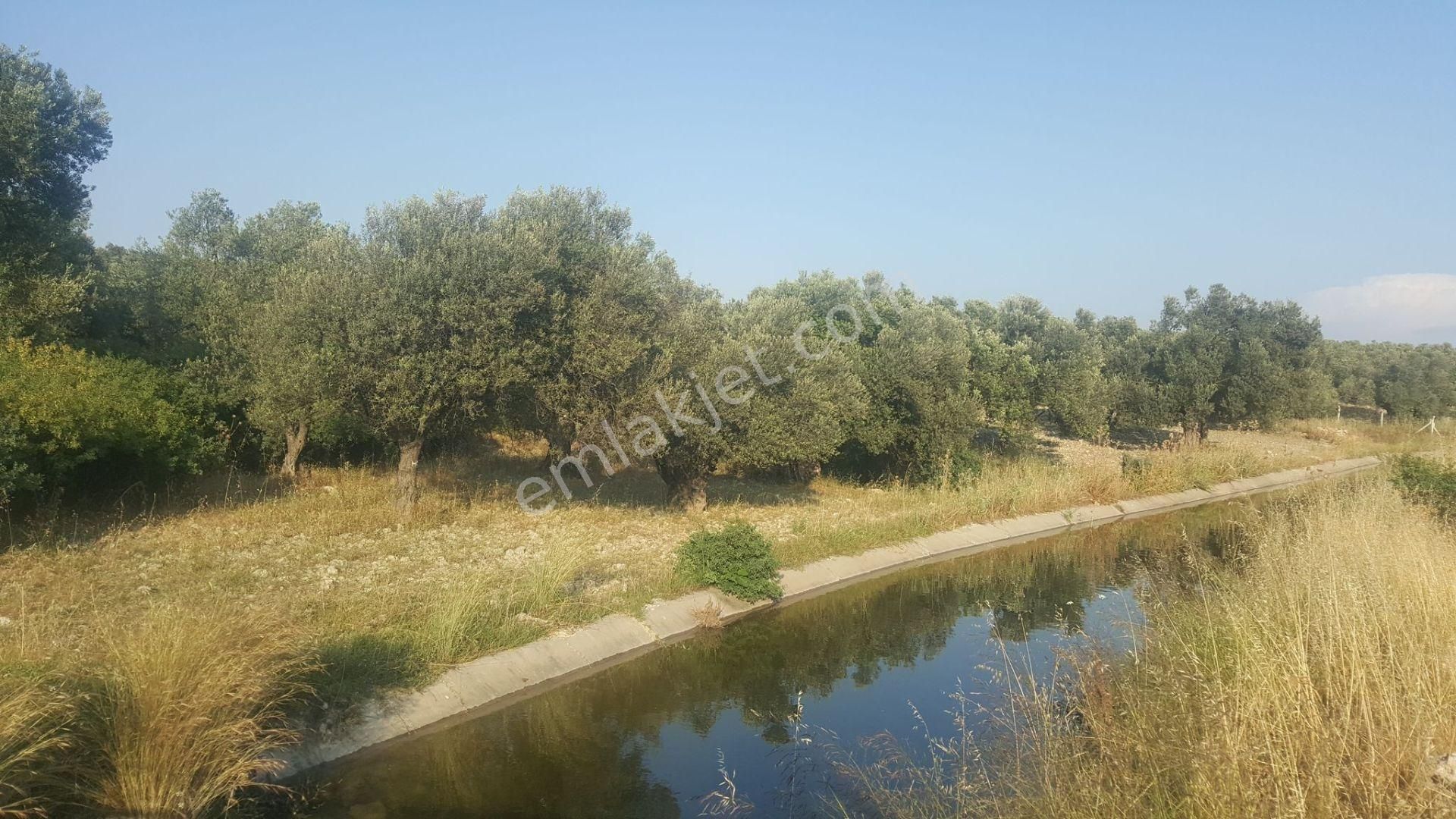 Ayvada'dan Ayvalık Gazikemalpaşa 22 Dönüm Bakımlı Zeytinlik - Görsel 2