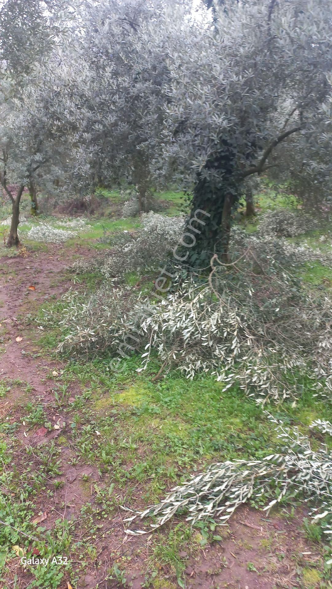 Orhangazi Narlıca Satılık Zeytinlik orhangazi narlıca Mahallesi'nde, Aşık Emlak'tan satılık asfalta  yakın  1050 m2 zeytinlik