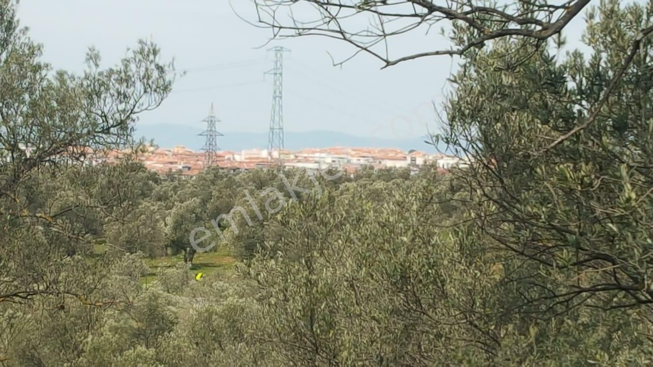 Ayvada'dan Ayvalık Kazımkarabekir 2 Dönüm Bakımlı Zeytinlik - Görsel 9