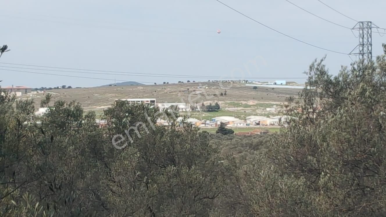 Ayvada'dan Ayvalık Kazımkarabekir 2 Dönüm Bakımlı Zeytinlik - Görsel 3
