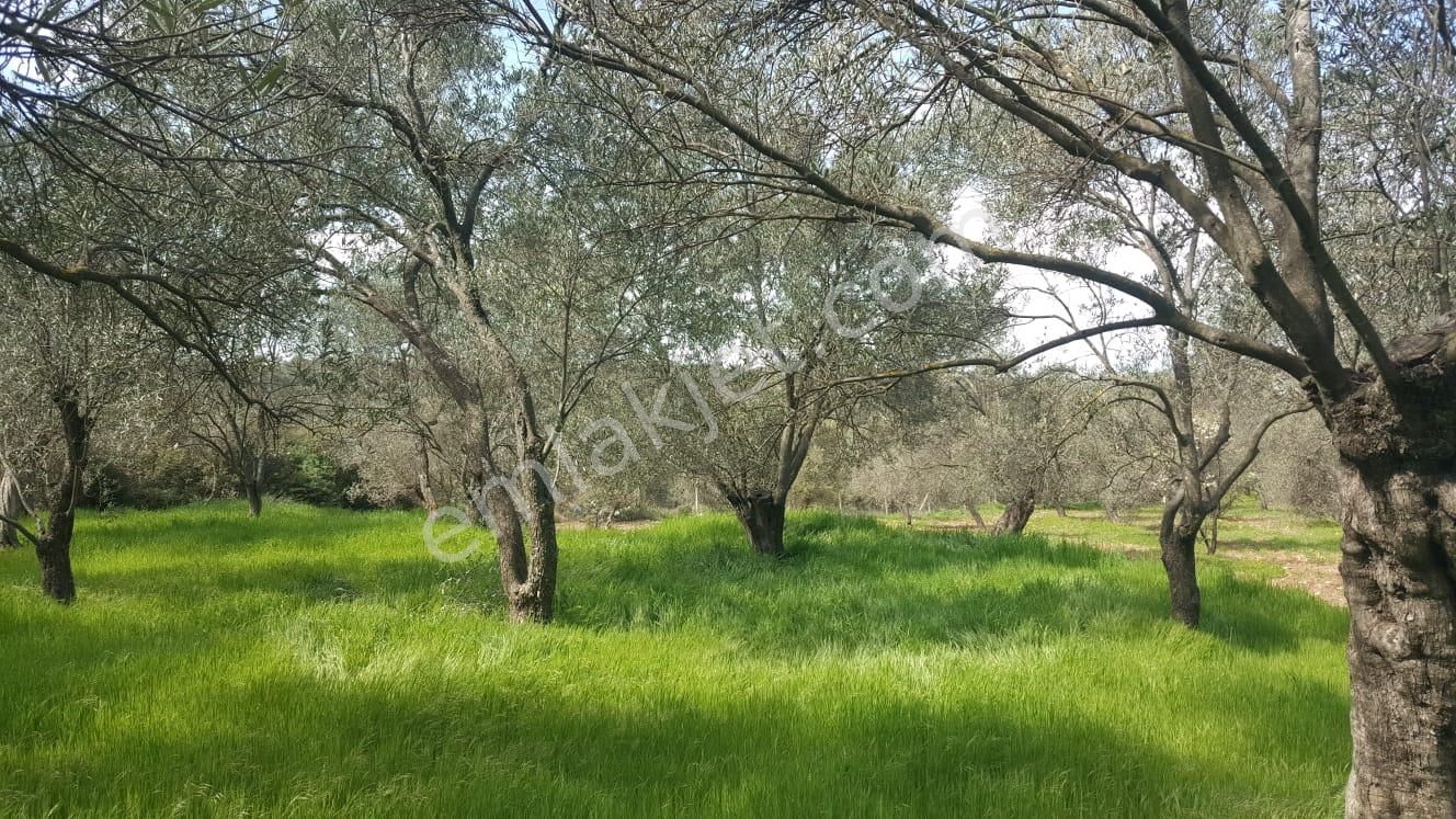 Ayvada'dan Ayvalık Kazımkarabekir 2 Dönüm Bakımlı Zeytinlik - Görsel 8