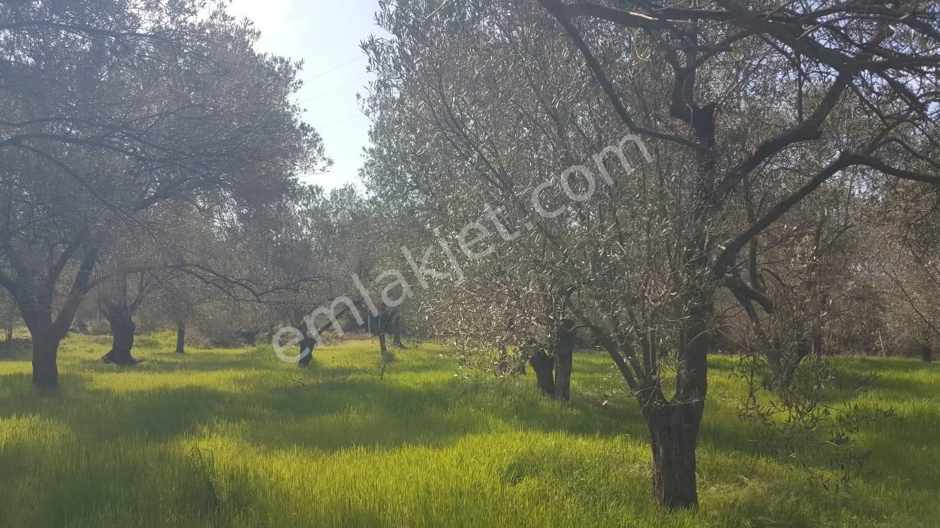 Ayvada'dan Ayvalık Kazımkarabekir 2 Dönüm Bakımlı Zeytinlik - Görsel 10