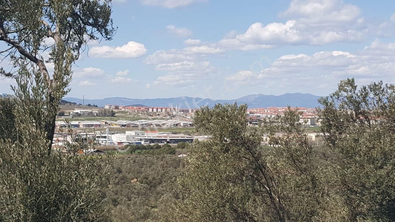 Ayvada'dan Ayvalık Kazımkarabekir 2 Dönüm Bakımlı Zeytinlik - Görsel 4