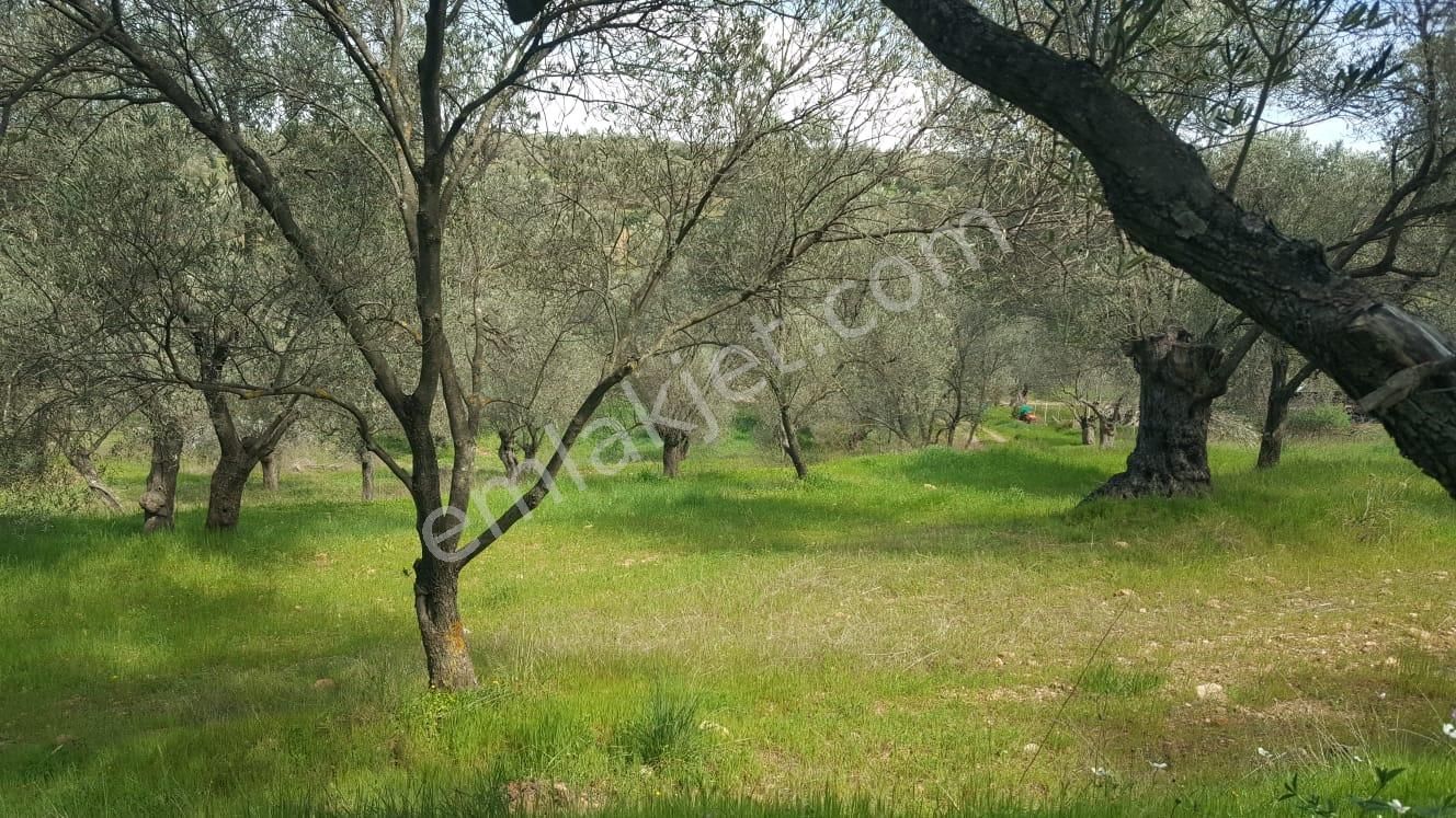 Ayvada'dan Ayvalık Kazımkarabekir 2 Dönüm Bakımlı Zeytinlik - Görsel 7