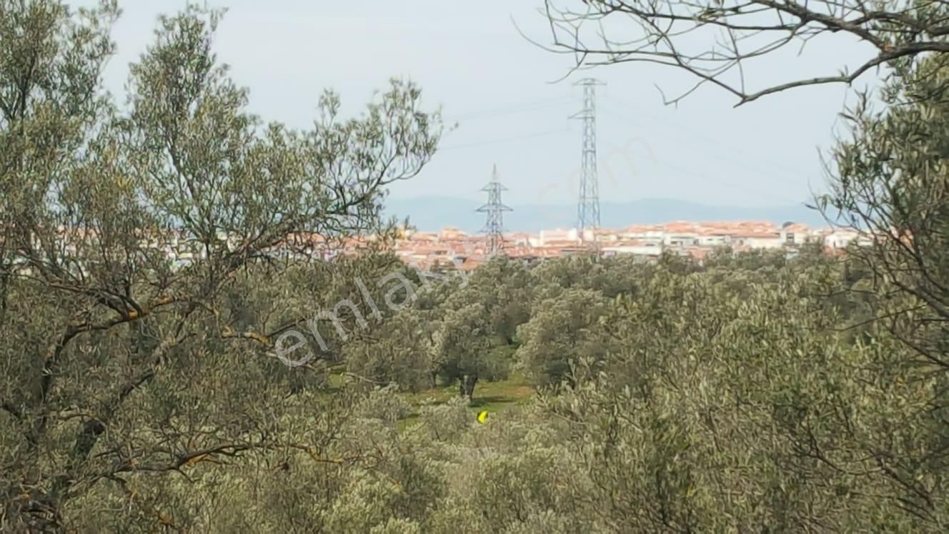 Ayvada'dan Ayvalık Kazımkarabekir 2 Dönüm Bakımlı Zeytinlik - Görsel 6