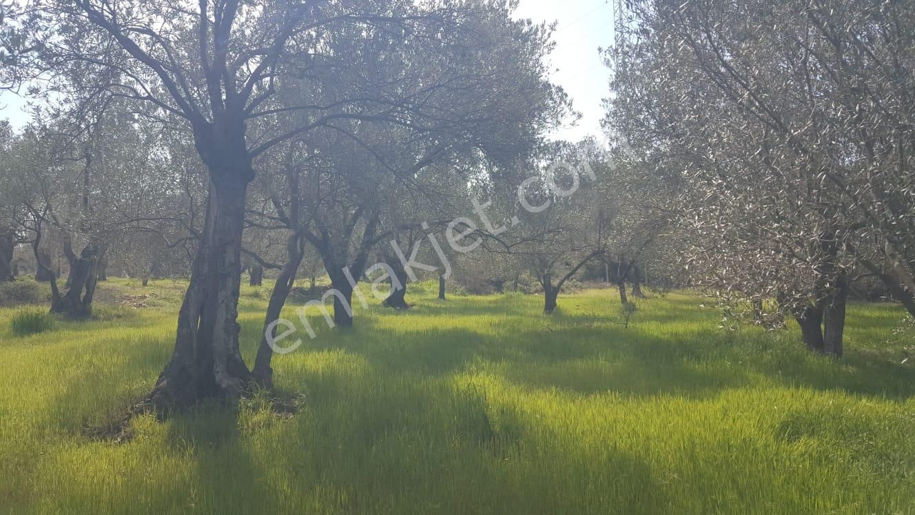 Ayvada'dan Ayvalık Kazımkarabekir 2 Dönüm Bakımlı Zeytinlik - Görsel 12