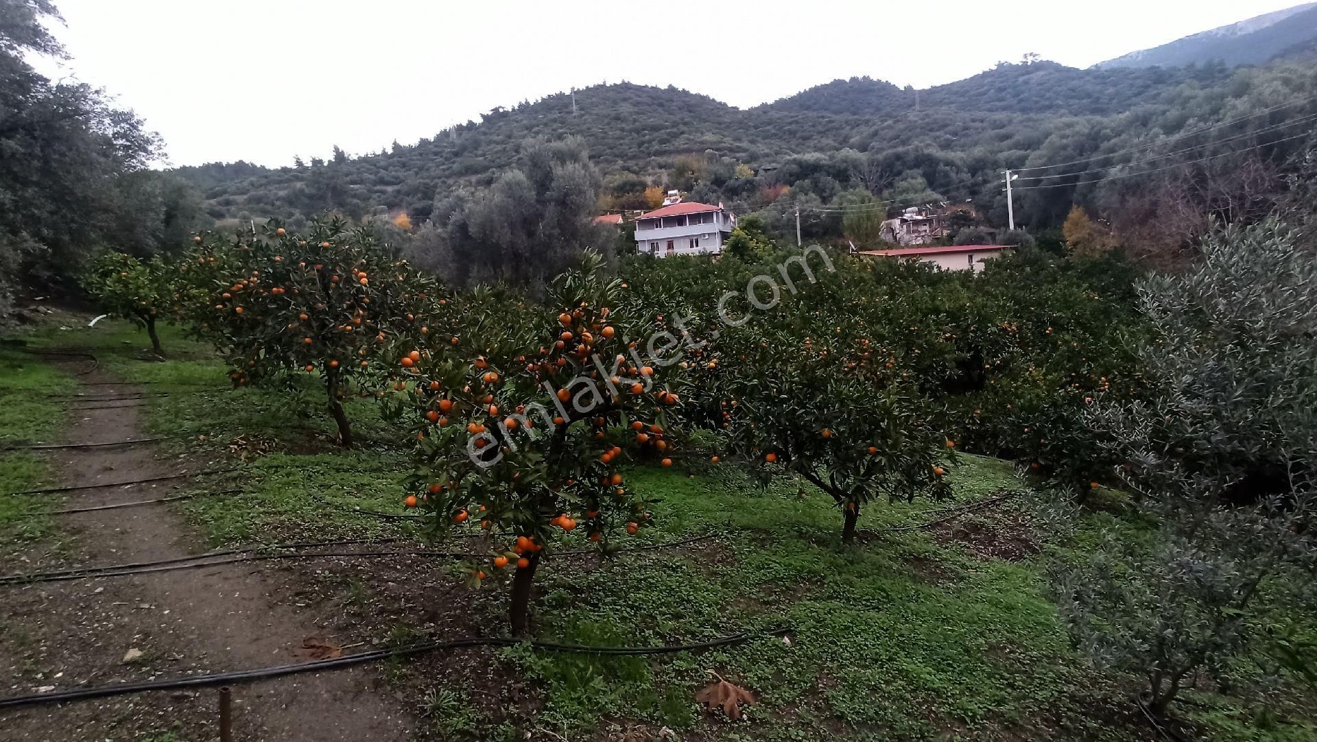 Menderes Gümüldür İnönü Satılık Bağ & Bahçe REMAX'TAN Gümüldürde Mandalina Bahçesi.(Yol, elektrik, su var)