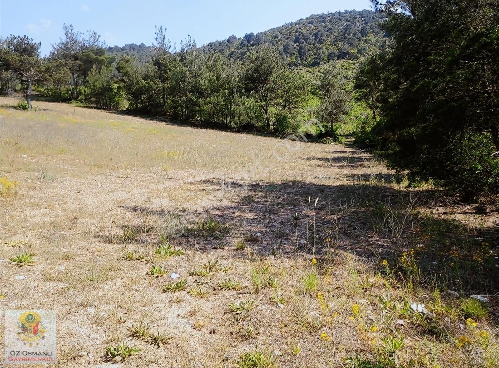 Gölpazarı Kavak Köyü (Yağcılar) Satılık Tarla Kavak Köyünde 3500m2 Resmi Yolu Olan Tarla