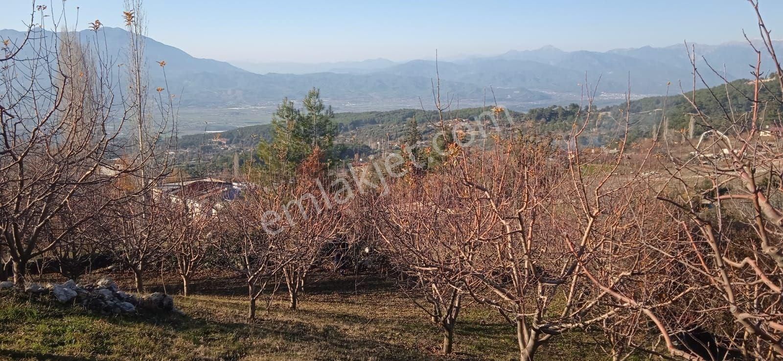 Seydikemer Bağlıağaç Satılık Tarla Seydikemer Bağlıağaç da Meyve Bahçesi