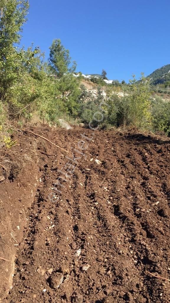 Kumluca Erentepe Satılık Bağ & Bahçe ANTALYA KUMLUCA'DA YATIRIMLIK NARENCİYE BAHÇESİ