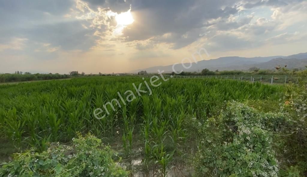 Sultanhisar Atça Satılık Tarla Atcada satilik tarla