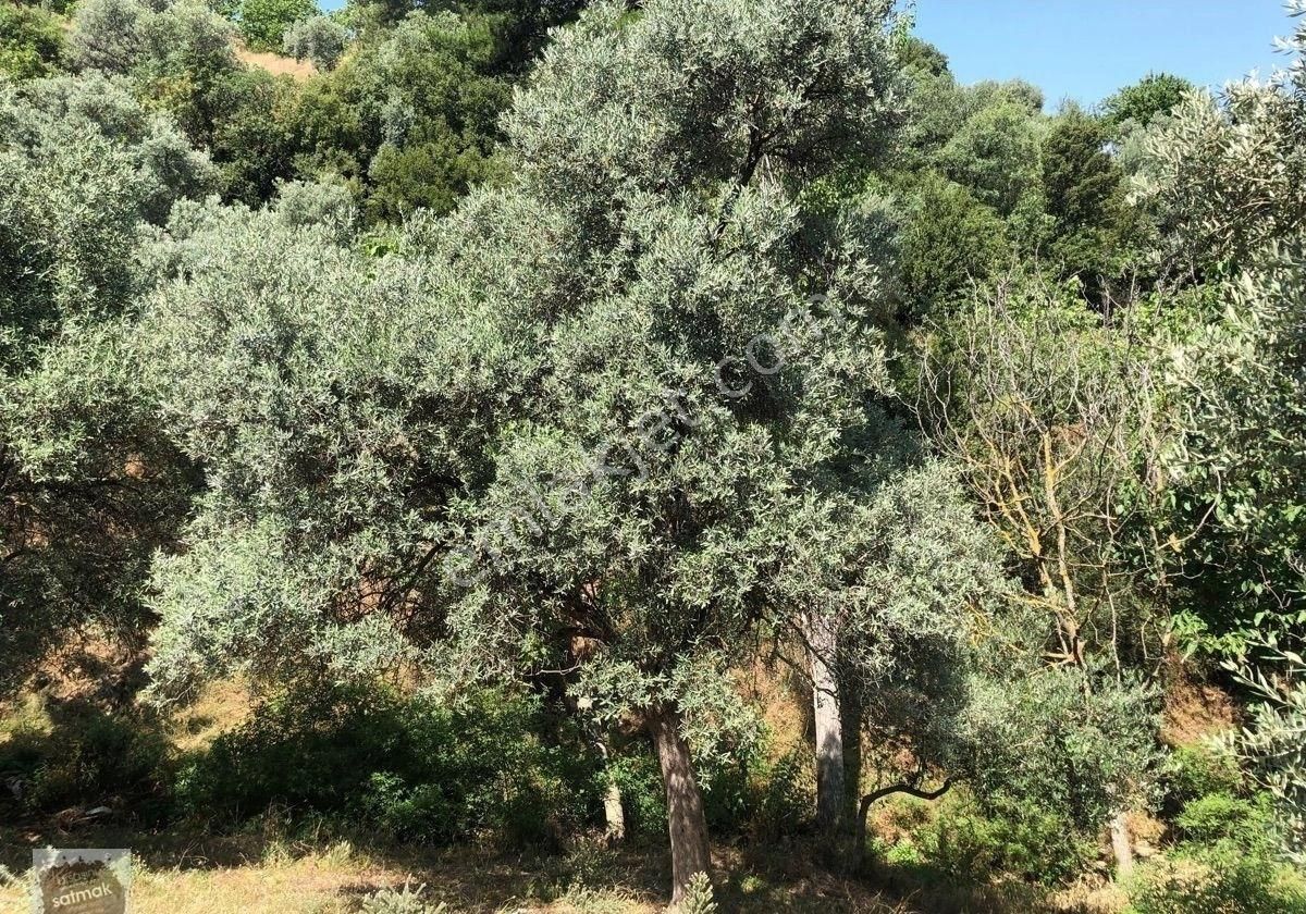 İzmir Bayındır Satılık Arsa - Görsel 7