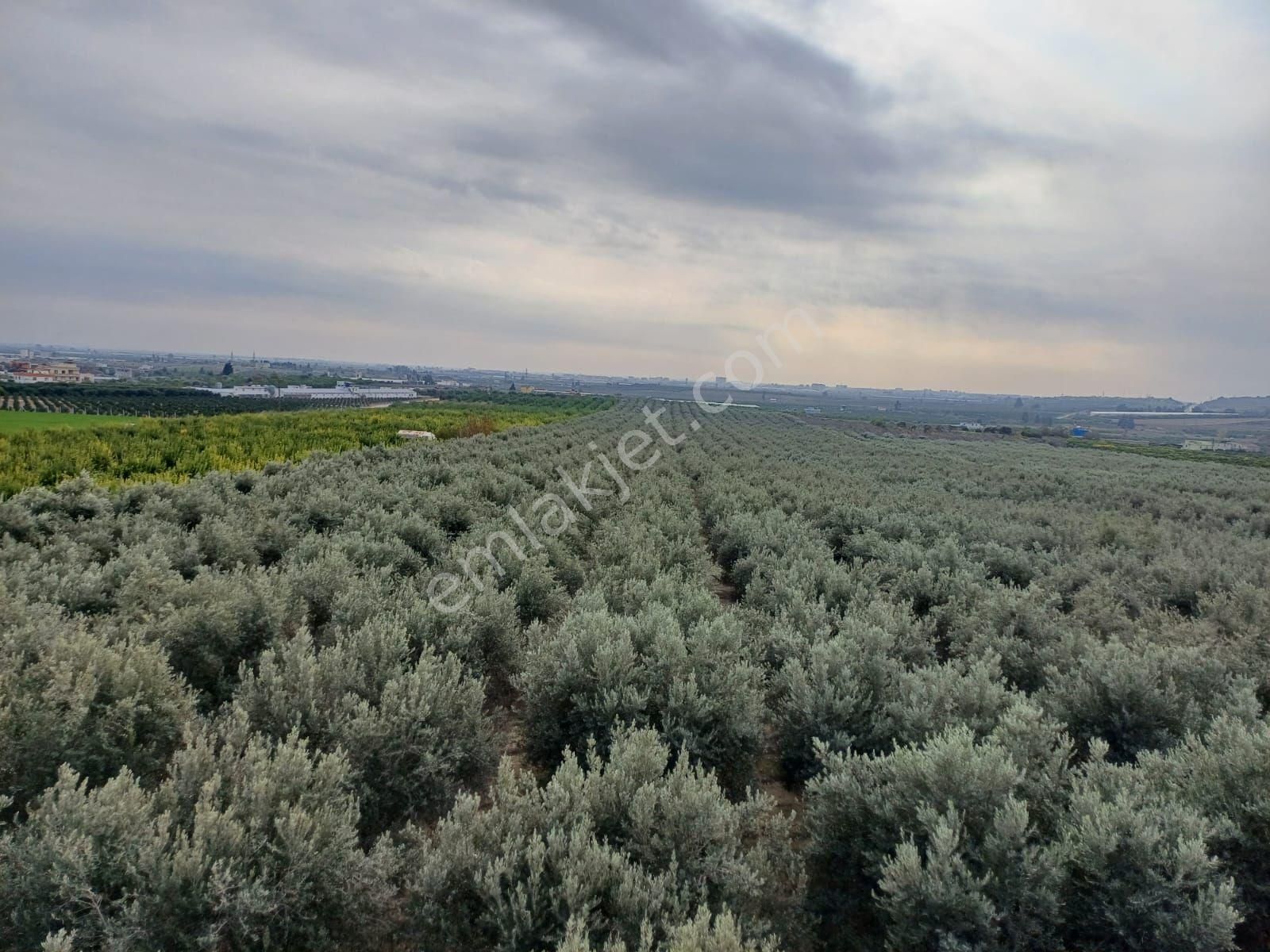 Tarsus Çamtepe Satılık Arazi Coşkun Yapı Gayrimenkulden Satılık Tarla