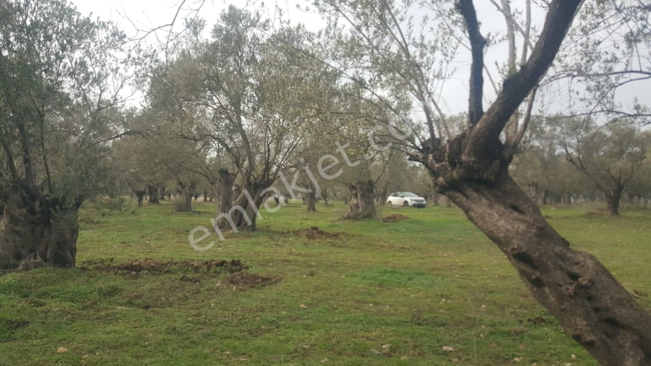 Ayvada'dan Ayvalık Kazımkarabekir 9 Dönüm Bakımlı Zeytinlik - Görsel 3