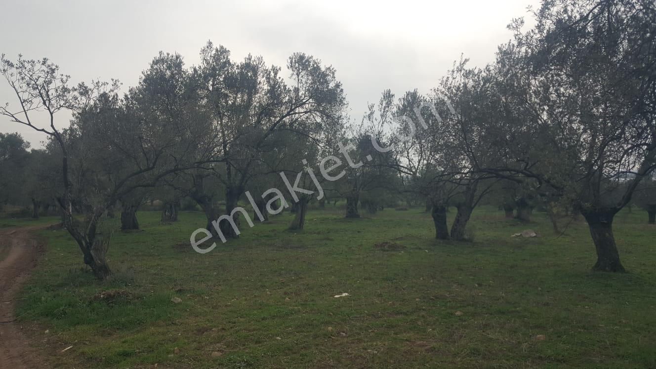Ayvada'dan Ayvalık Kazımkarabekir 9 Dönüm Bakımlı Zeytinlik - Görsel 8