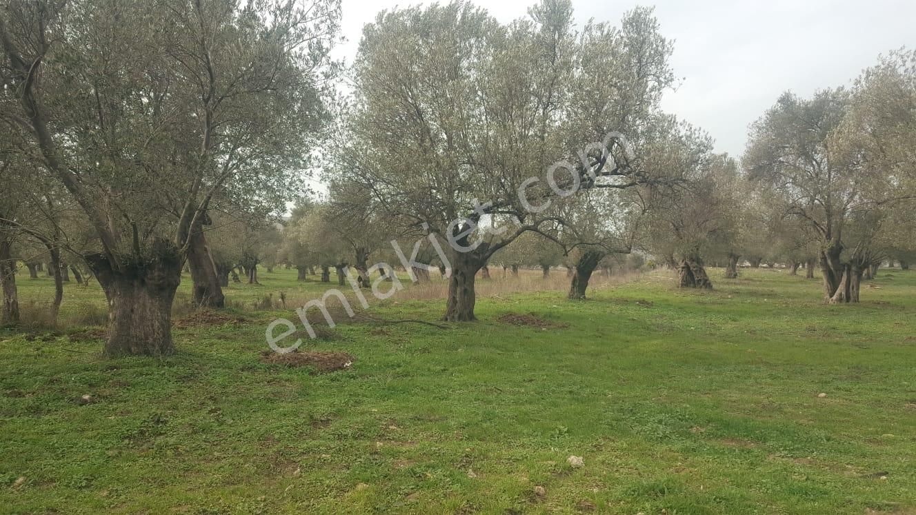 Ayvada'dan Ayvalık Kazımkarabekir 9 Dönüm Bakımlı Zeytinlik - Görsel 4