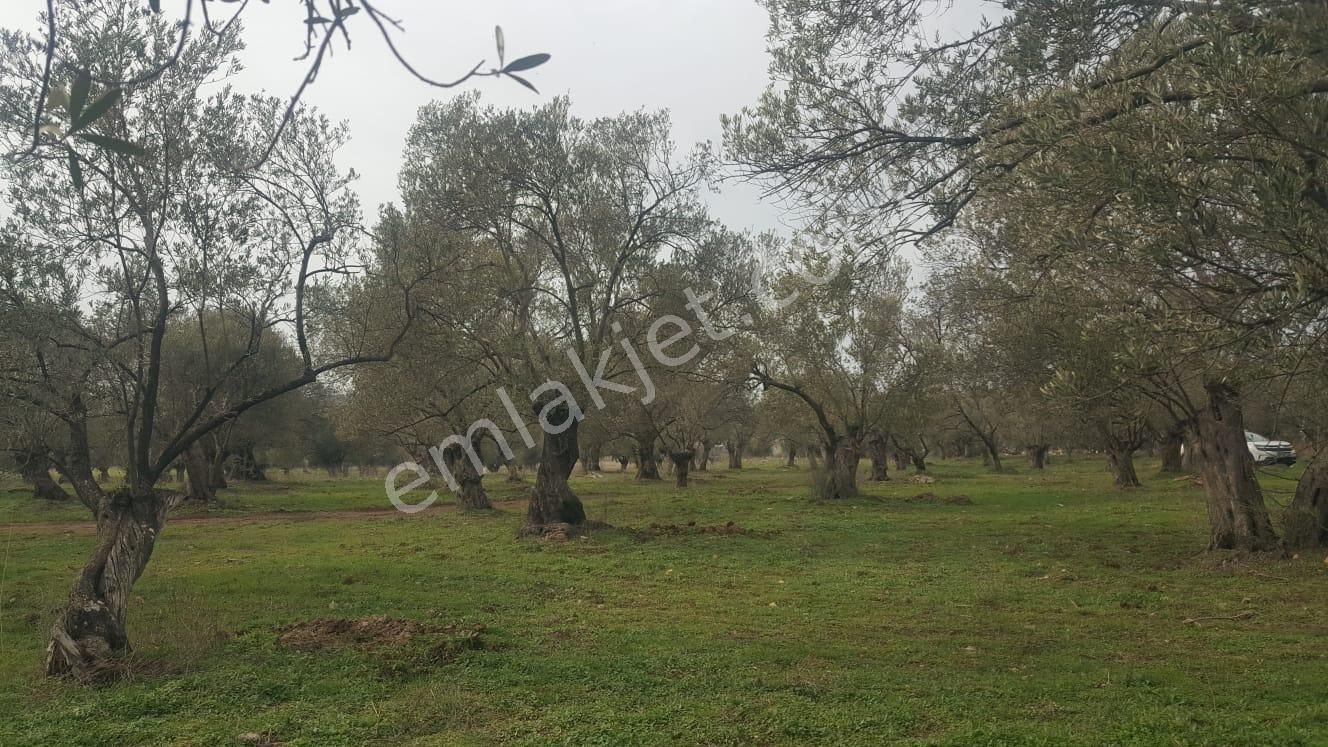 Ayvada'dan Ayvalık Kazımkarabekir 9 Dönüm Bakımlı Zeytinlik - Görsel 7