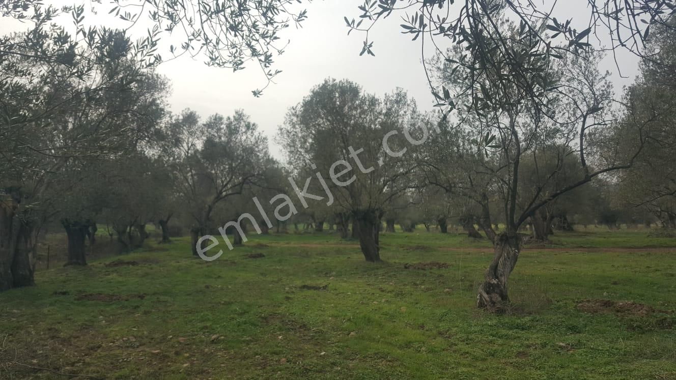 Ayvada'dan Ayvalık Kazımkarabekir 9 Dönüm Bakımlı Zeytinlik - Görsel 6