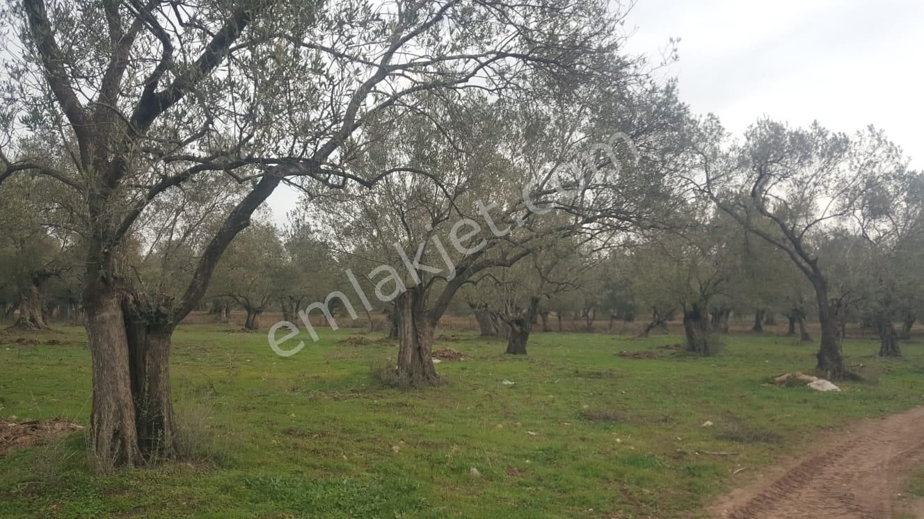 Ayvada'dan Ayvalık Kazımkarabekir 9 Dönüm Bakımlı Zeytinlik - Görsel 2