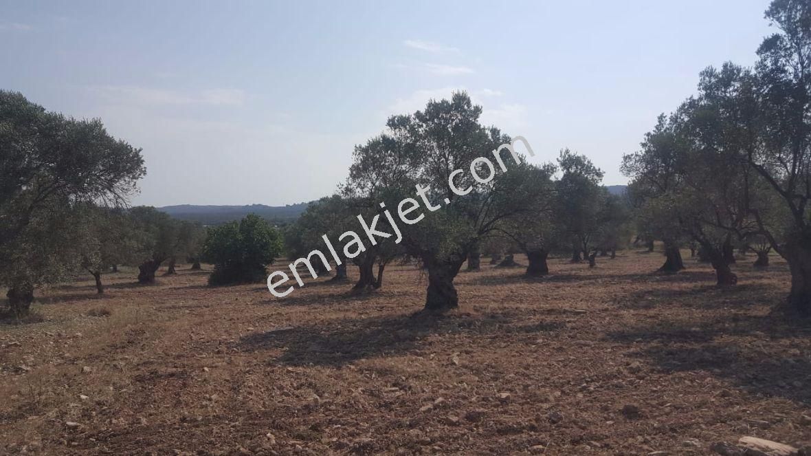 Ayvada Dan 9 Dönüm Bakımlı Zeytinlik - Görsel 3