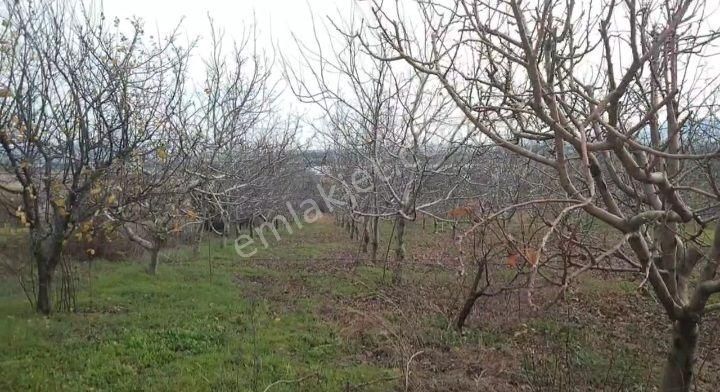 Gönen Hasanbey Satılık Tarla Balıkesir/gönen/hasanbey Cevizlik 5.374  M2 - Gönen'e 2 Km - İçinde Sıfır Ahşap Ev Çift Yola Cephe