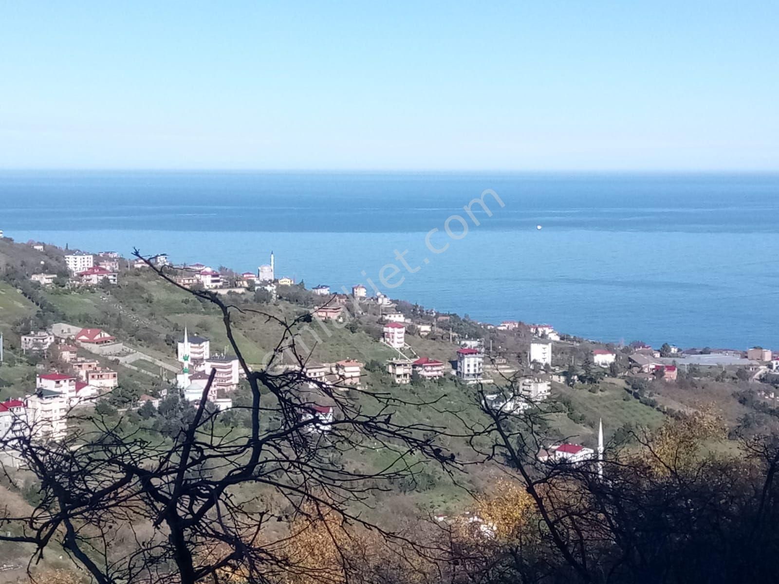 Akçaabat Darıca' Da Villalık Deniz Manzaralı Satılık 4005 M2 Arazi. - Görsel 12