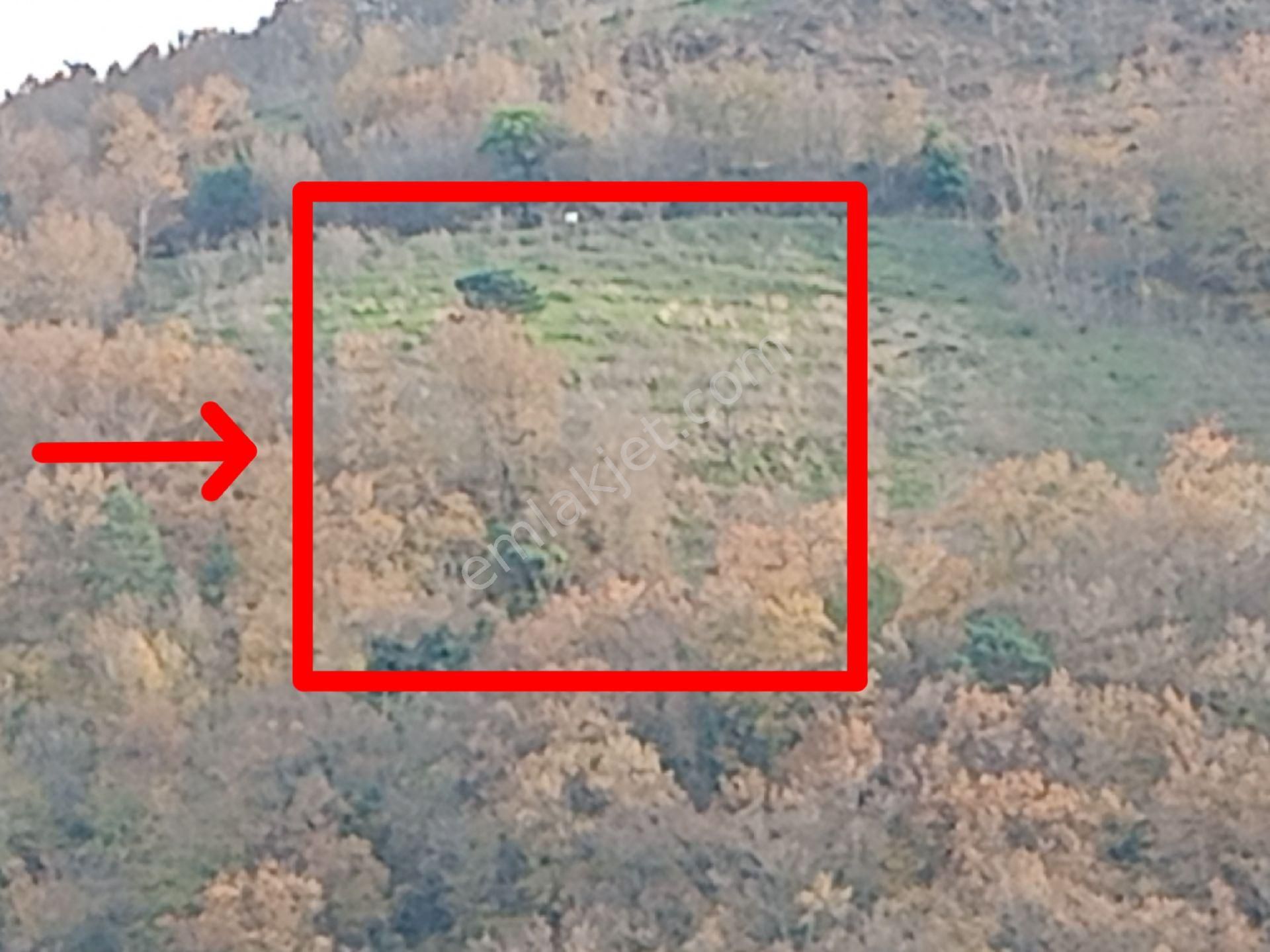 Akçaabat Darıca' Da Villalık Deniz Manzaralı Satılık 4005 M2 Arazi. - Görsel 3