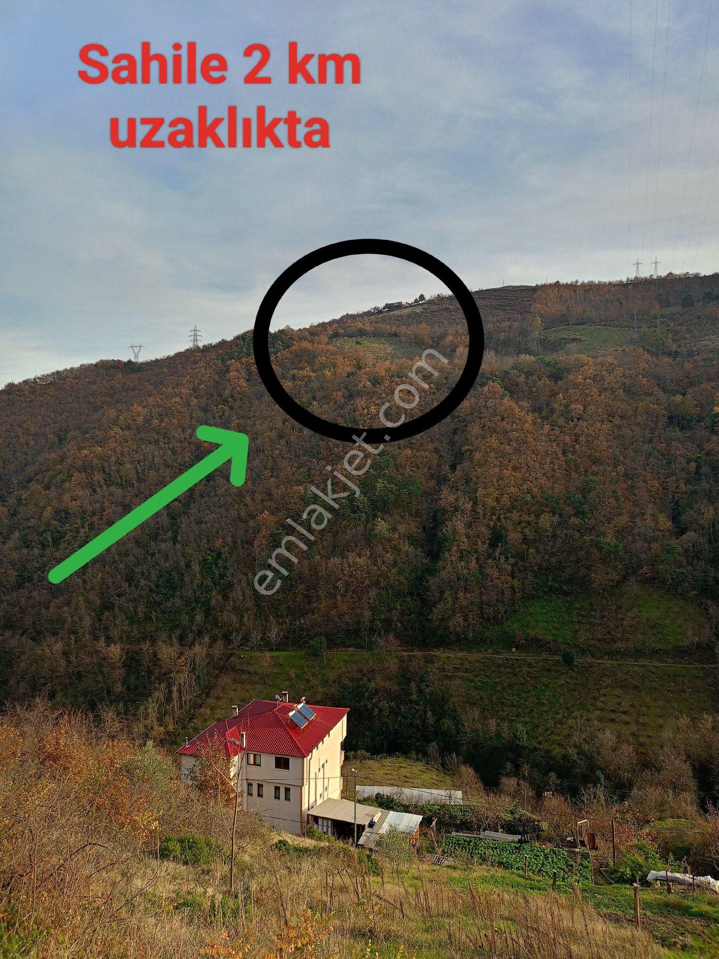 Akçaabat Darıca' Da Villalık Deniz Manzaralı Satılık 4005 M2 Arazi. - Görsel 8
