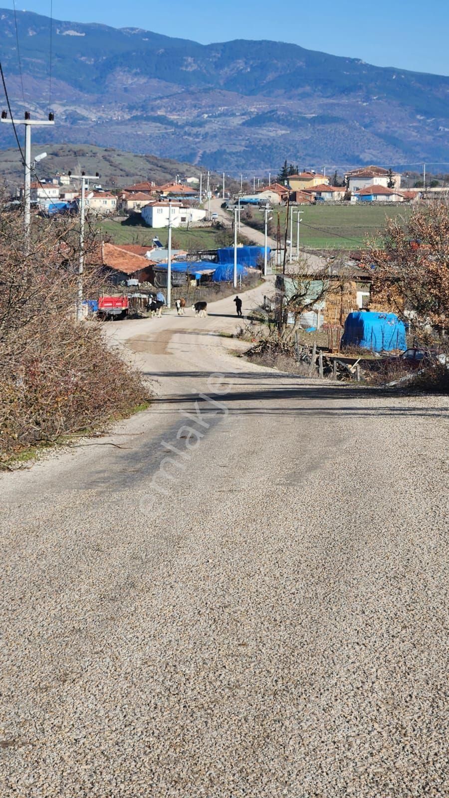 Sındırgı Yüreğil Satılık Tarla Balıkesir Sındırgı Yüreğilde Yerleşim İçerisinde 2.150 M2