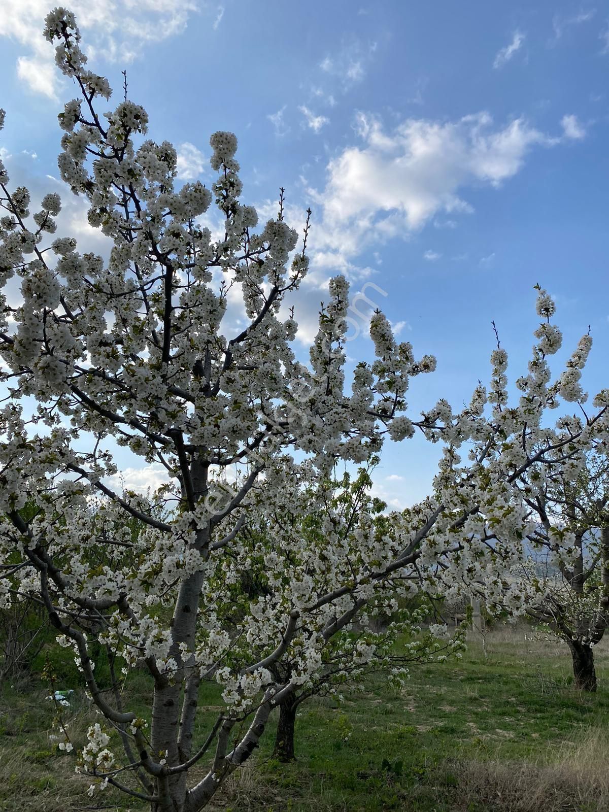 Isparta Merkez,uluborlu Da Satılık Kiraz Bahçesi