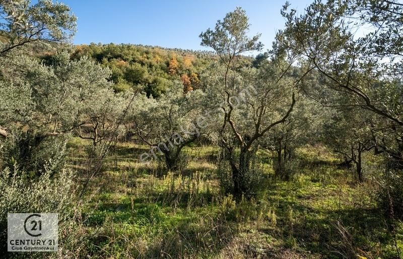 Gemlik Umurbey Satılık Tarla C21cius: Gemlik Umurbey'de İmara 377 M Mesafede Yatırımlık Tarla