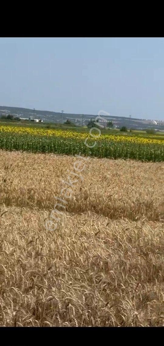 Vize Devlet Satılık Tarla Vize Devlet Mahallesinde Üniversite Karşısında Satılık Arsa