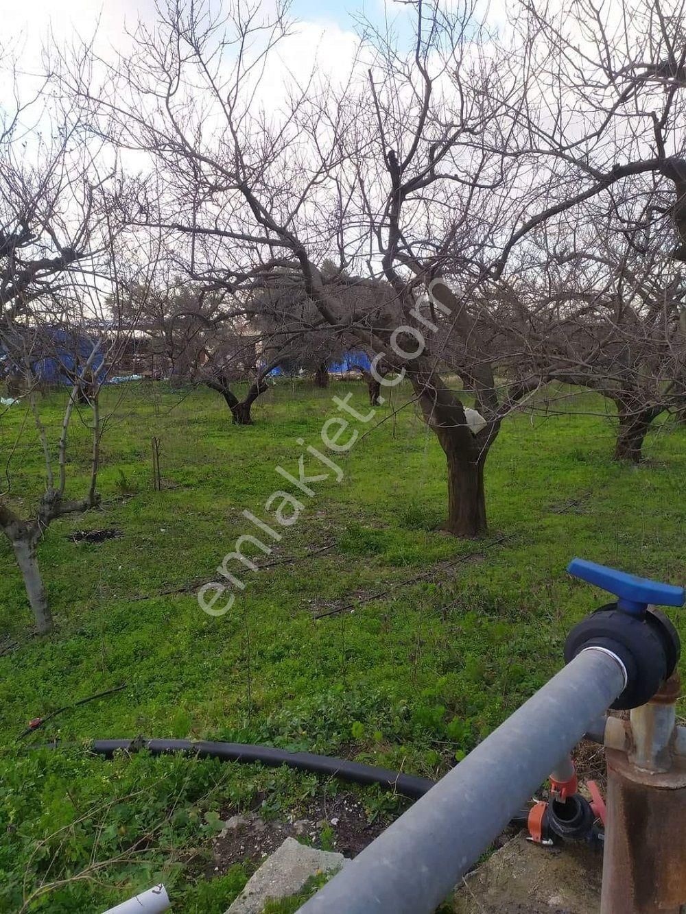 Turgutlu İstasyonaltı Satılık Tarla  SATILIK ERİKLİK