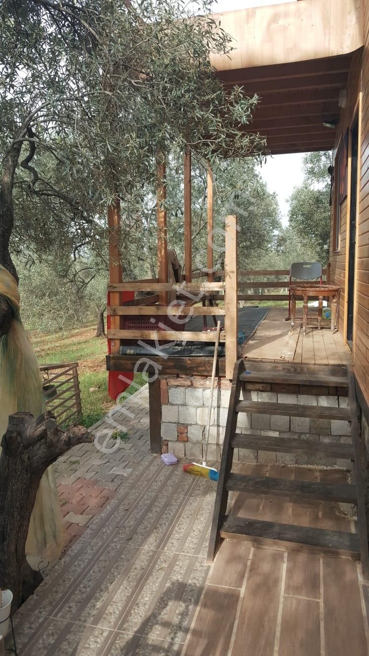 Ayvada'dan Ayvalık Fethiyede 3 Dönüm Bakımlı Zeytinlik - Görsel 9