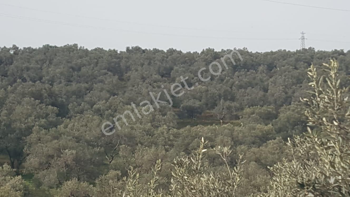 Ayvada'dan Ayvalık Fethiyede 3 Dönüm Bakımlı Zeytinlik - Görsel 19