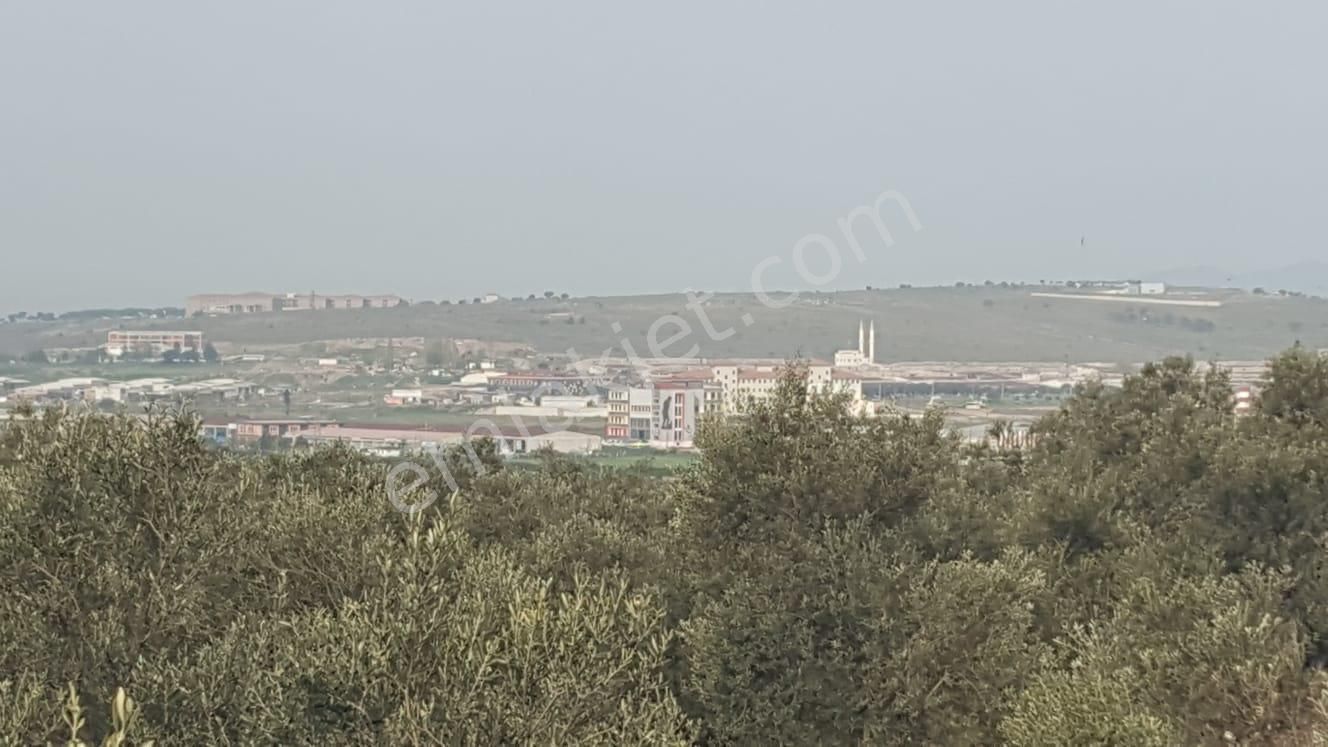 Ayvada'dan Ayvalık Fethiyede 3 Dönüm Bakımlı Zeytinlik - Görsel 5