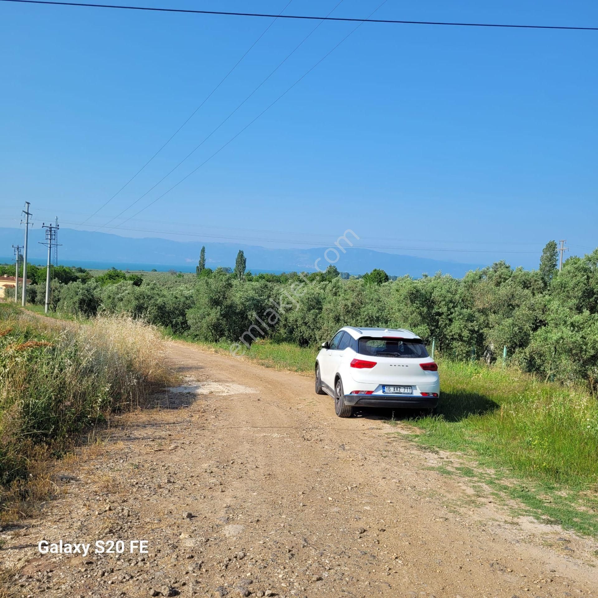 Bursa Kılıç Tan Orhangazi Yenisölöz De Satılık 1430 M2 Zeytinlik - Görsel 4