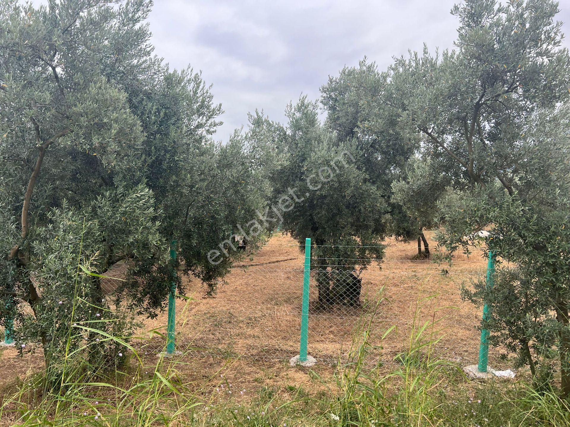 Bursa Kılıç Tan Orhangazi Yenisölöz De Satılık 1430 M2 Zeytinlik - Görsel 8