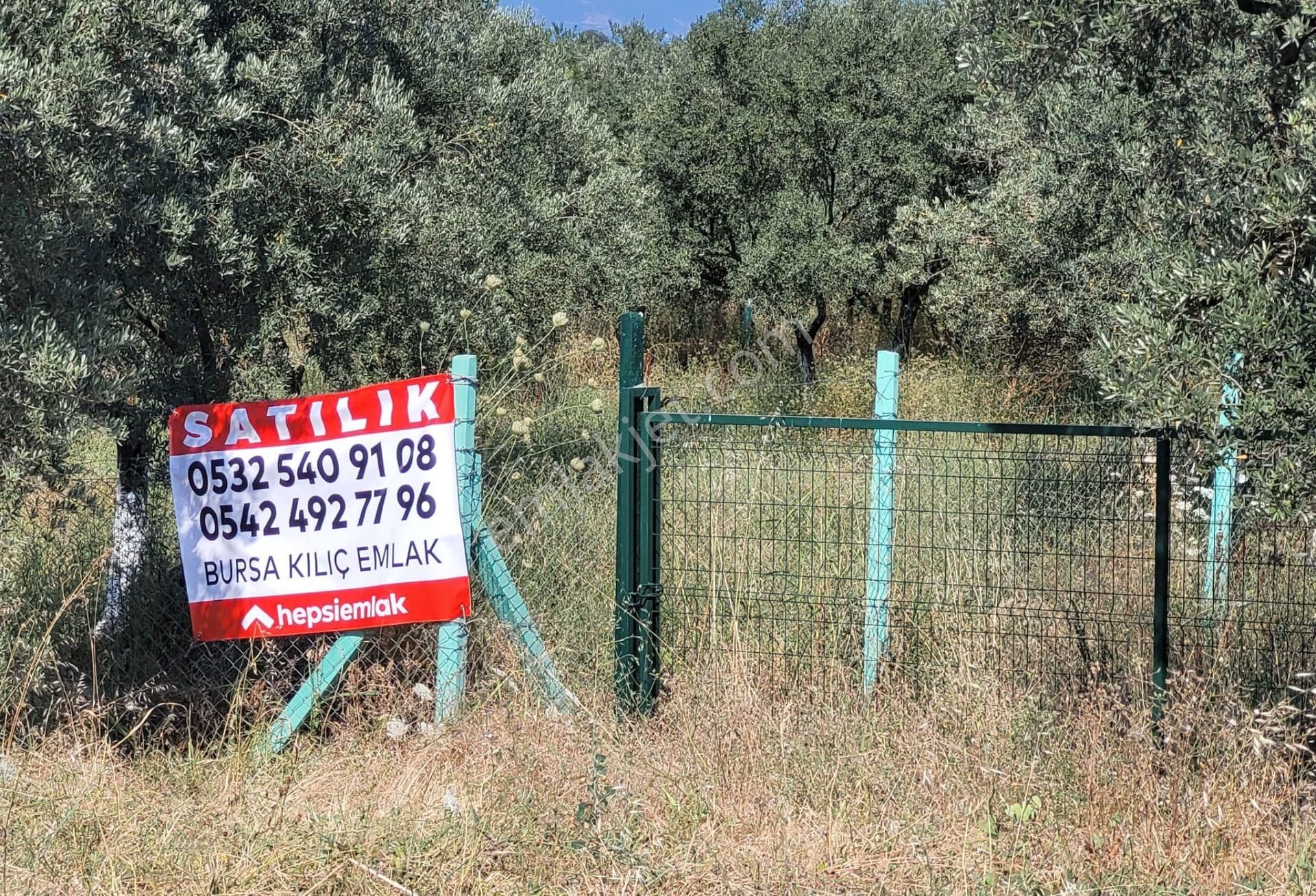 Bursa Kılıç Tan Orhangazi Yenisölöz De Satılık 1430 M2 Zeytinlik - Görsel 3
