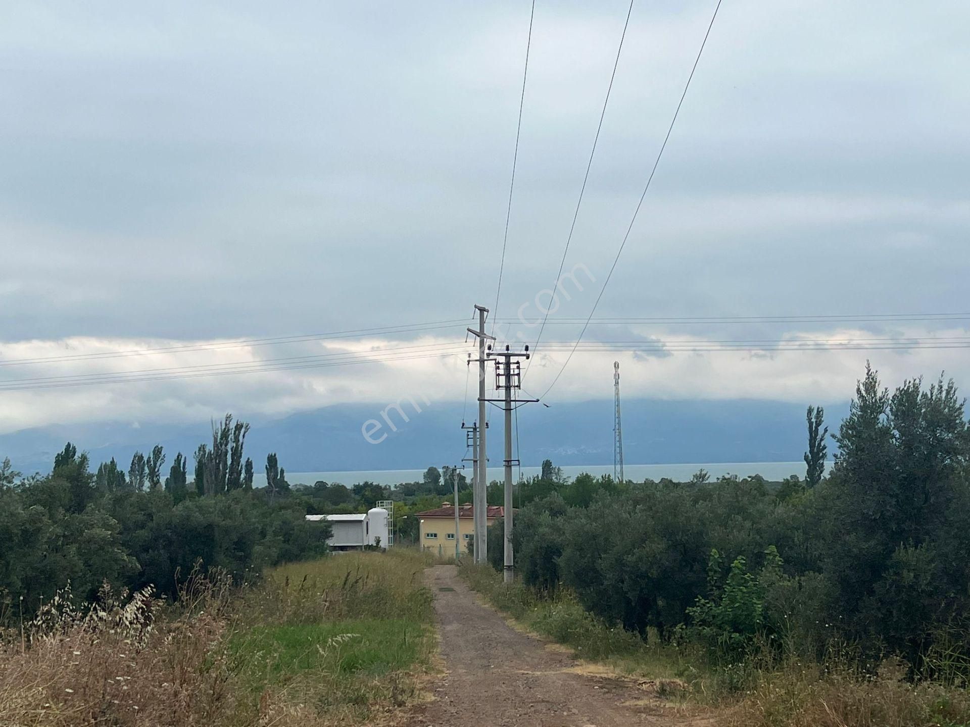 Bursa Kılıç Tan Orhangazi Yenisölöz De Satılık 1430 M2 Zeytinlik - Görsel 19