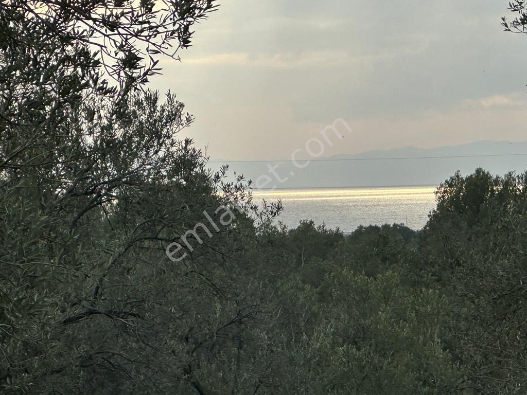 Ayvada'dan Ayvalık Gazikemalpaşa Deniz Manzaralı 2 Dönüm Bakımlı Zeytinlik - Görsel 6